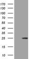 Colony Stimulating Factor 3 antibody, LS-C795625, Lifespan Biosciences, Western Blot image 