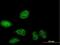 SERTA Domain Containing 2 antibody, H00009792-B01P, Novus Biologicals, Immunofluorescence image 