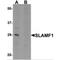 Signaling Lymphocytic Activation Molecule Family Member 1 antibody, MBS151189, MyBioSource, Western Blot image 