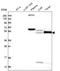 Peptidyl Arginine Deiminase 4 antibody, NBP2-38499, Novus Biologicals, Western Blot image 