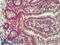 Claudin 2 antibody, LS-B4819, Lifespan Biosciences, Immunohistochemistry paraffin image 