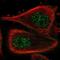 Actin Binding LIM Protein Family Member 3 antibody, NBP1-81471, Novus Biologicals, Immunofluorescence image 