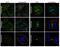 Polo Like Kinase 1 antibody, MA1-848, Invitrogen Antibodies, Immunofluorescence image 