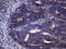 A-Kinase Interacting Protein 1 antibody, M30562-1, Boster Biological Technology, Immunohistochemistry paraffin image 