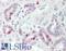 Janus Kinase And Microtubule Interacting Protein 2 antibody, LS-B8428, Lifespan Biosciences, Immunohistochemistry frozen image 
