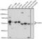 FKBP Prolyl Isomerase 5 antibody, 19-189, ProSci, Western Blot image 