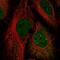 Homeobox C10 antibody, NBP2-33699, Novus Biologicals, Immunofluorescence image 