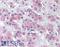 TNF Receptor Associated Factor 6 antibody, LS-B3379, Lifespan Biosciences, Immunohistochemistry paraffin image 