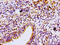 Protein Kinase C Beta antibody, CSB-PA15849A0Rb, Cusabio, Immunohistochemistry frozen image 