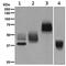 CD63 Molecule antibody, ab134045, Abcam, Western Blot image 