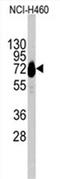 Cadherin 10 antibody, AP11486PU-N, Origene, Western Blot image 