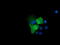 Mitogen-Activated Protein Kinase Kinase 3 antibody, LS-C174559, Lifespan Biosciences, Immunofluorescence image 