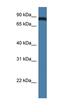 TRAF3 Interacting Protein 1 antibody, orb330807, Biorbyt, Western Blot image 