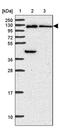 Oxysterol Binding Protein Like 7 antibody, PA5-62725, Invitrogen Antibodies, Western Blot image 