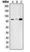 Regulatory Factor X3 antibody, LS-C352772, Lifespan Biosciences, Western Blot image 
