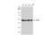 Serine/Threonine Kinase 25 antibody, GTX107634, GeneTex, Western Blot image 