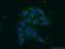 Prosaposin antibody, 18396-1-AP, Proteintech Group, Immunofluorescence image 