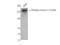 Tensin 1 antibody, STJ91358, St John