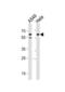 CD46 Molecule antibody, abx034950, Abbexa, Western Blot image 