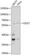 CUGBP Elav-Like Family Member 2 antibody, 19-977, ProSci, Western Blot image 