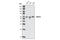 Cell Division Cycle 73 antibody, 3644S, Cell Signaling Technology, Western Blot image 