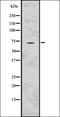 Nemo Like Kinase antibody, orb336656, Biorbyt, Western Blot image 