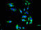 Solute Carrier Family 20 Member 1 antibody, orb400684, Biorbyt, Immunocytochemistry image 