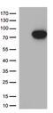 Mannan Binding Lectin Serine Peptidase 2 antibody, M02323, Boster Biological Technology, Western Blot image 