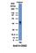 CD63 Molecule antibody, NBP2-44806, Novus Biologicals, Western Blot image 