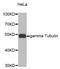 Tubulin Gamma 1 antibody, LS-C346308, Lifespan Biosciences, Western Blot image 