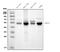 Interferon Regulatory Factor 3 antibody, M00165-4, Boster Biological Technology, Western Blot image 