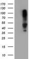 LEI antibody, TA800094, Origene, Western Blot image 