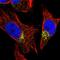 Trans-Golgi Network Vesicle Protein 23 Homolog B antibody, HPA019585, Atlas Antibodies, Immunofluorescence image 
