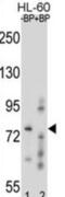 Ring Finger Protein 40 antibody, abx027996, Abbexa, Western Blot image 