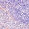Fas Associated Factor 1 antibody, NBP1-76745, Novus Biologicals, Immunohistochemistry paraffin image 