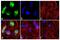 Cyclin A2 antibody, MA1-180, Invitrogen Antibodies, Immunofluorescence image 