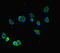 Tubulin Alpha 1b antibody, LS-C679917, Lifespan Biosciences, Immunofluorescence image 