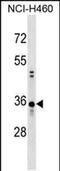 Coiled-Coil Domain Containing 137 antibody, PA5-48945, Invitrogen Antibodies, Western Blot image 