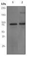 TNF Alpha Induced Protein 3 antibody, ab92324, Abcam, Western Blot image 