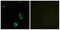 Coagulation Factor II Thrombin Receptor Like 2 antibody, A08784, Boster Biological Technology, Western Blot image 