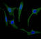 Secretagogin, EF-Hand Calcium Binding Protein antibody, LS-C396879, Lifespan Biosciences, Immunofluorescence image 