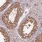 Kinesin Light Chain 2 antibody, NBP1-83723, Novus Biologicals, Immunohistochemistry paraffin image 