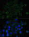 Cadherin 1 antibody, 18-916, ProSci, Immunofluorescence image 