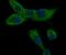 Calcium Voltage-Gated Channel Auxiliary Subunit Gamma 5 antibody, NBP2-76921, Novus Biologicals, Immunofluorescence image 