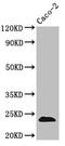 Claudin 3 antibody, CSB-PA13119A0Rb, Cusabio, Western Blot image 