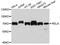 p65 antibody, abx125055, Abbexa, Western Blot image 