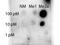 Signal Transducer And Activator Of Transcription 1 antibody, A00036, Boster Biological Technology, Immunohistochemistry frozen image 