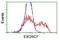 Exosome Component 7 antibody, NBP2-01732, Novus Biologicals, Flow Cytometry image 