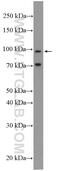 Microtubule Associated Monooxygenase, Calponin And LIM Domain Containing 2 antibody, 13965-1-AP, Proteintech Group, Western Blot image 