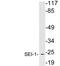 SERTA domain-containing protein 1 antibody, LS-B11427, Lifespan Biosciences, Western Blot image 